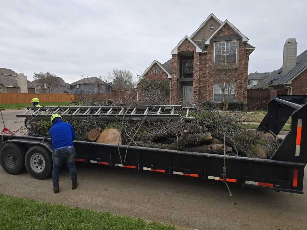 Expert Tree Fertilization with proper safety equipment in Glasgow